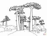 Tree Baobab Coloring Drawing Trees Baobabs Pages Sequoia Avenue Redwood Outline Supercoloring Forest Giant African Google Printable Leaf Drawings sketch template