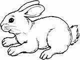 Bunny Colorat Iepuri Desene Rabbits Bunnies Cutouts sketch template