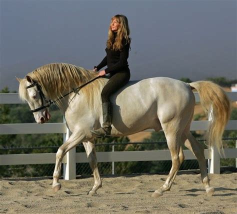 smoky cream lusitano stallion xerox hm kathiyawadi horse horse life