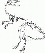 Skelett Dino Fossil Ausmalbilder Velociraptor Dinosaurier Malvorlage Dinosaurs Fossils Microraptor Library Spinosaurus sketch template
