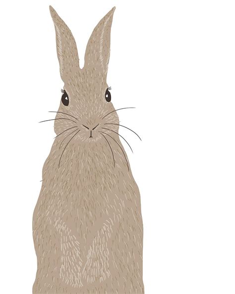 cottontail rabbit rabbit run pet rabbit animal drawings art