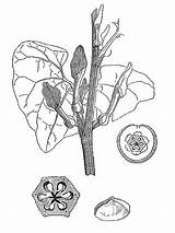 Aristolochia Clematitis Aristolochiaceae Láminas sketch template