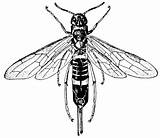 Hoverfly Drawing Ichneumon Clipart Sketch Realistic Pencil Colorful Etc Clipground Large sketch template
