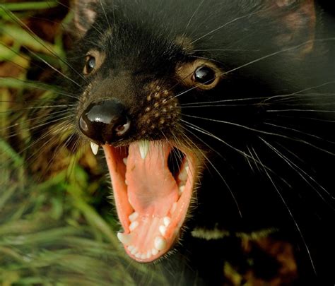 historic move tasmanian devils released  australian mainland