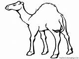 Desert Animals Camel Coloring Drawing Pages Cartoon Printable Kids Sahara Clip Animal Clipart Land Color Print Deserts Cliparts Library Draw sketch template