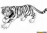 Tiger Coloring Pages Drawing Baby Clipart Kids Tooth Sabre Color Print Crouching Clipartmag Bengal Coloringpages Realistic Getdrawings Sheets Getcolorings Comments sketch template