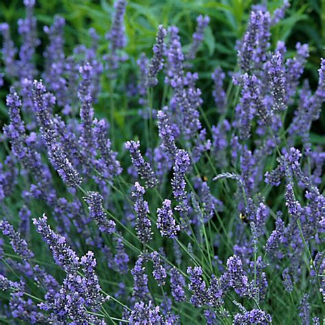 lavandula  intermedia grosso lavender buy herb plants