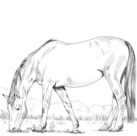 horses coloring pages  kids kids coloring pages etsy horse