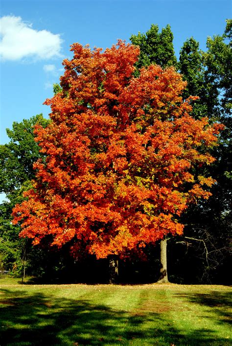 autumn maple  kearnold  deviantart