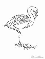 Flamingo Coloring Hellokids Flamant Dibujos Ausmalen Jedessine Aves Top30 Peacock Malvorlagen Getdrawings Farben Drucken Línea sketch template