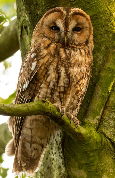 tawny owl goodenbergh leisure