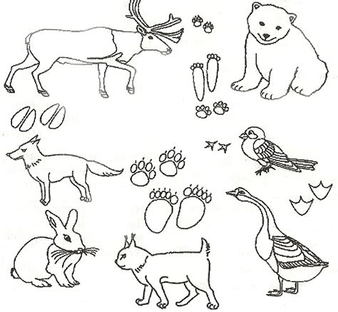 forest animal coloring pages    print