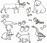 Forest Coloring Pages Animal sketch template