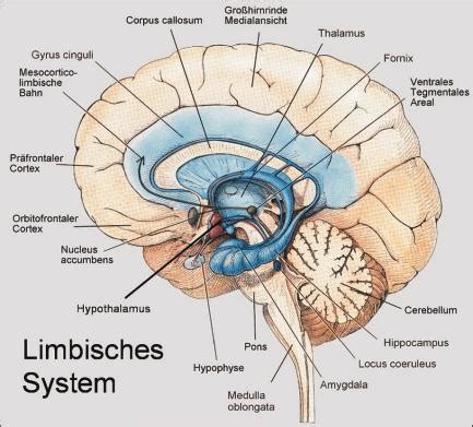limbisches system steuert ratio