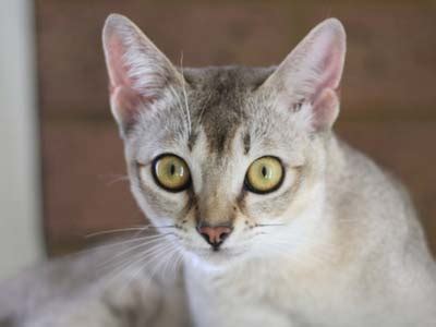 singapura cat price philippines lorina irish