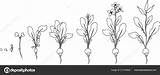 Radish Sprout Flowering Mariaflaya sketch template