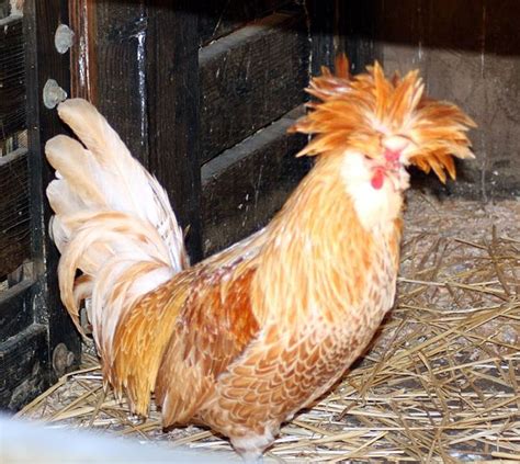 doubleredapples 12 bizarre breed of chickens