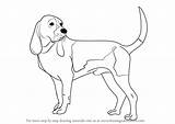 Draw Dog Hound Drawing Drawings Coon Step Dogs Make Paintingvalley Learn Tutorial Tutorials Drawingtutorials101 sketch template
