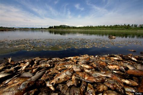 thousands  fish die  mexican reservoir contamination pictures