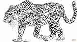 Coloring Leopard Snow Pages Printable Popular sketch template