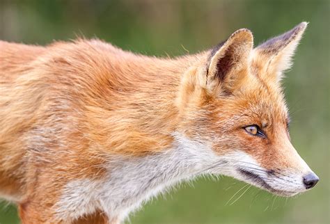 focus  foxes local land services