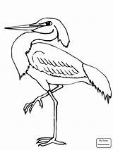 Heron Coloring Pages Wading Blue Printable Color Getcolorings Hurry sketch template