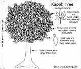 Kapok Tree Green Tropical Rainforest Trees Ceiba Clipart Pentandra Enchantedlearning Seed Large Fruit Printout Seeds Flowers Spread Subjects Plants Clipground sketch template