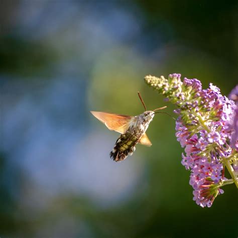 hummingbird hawk moth  chavender ephotozine