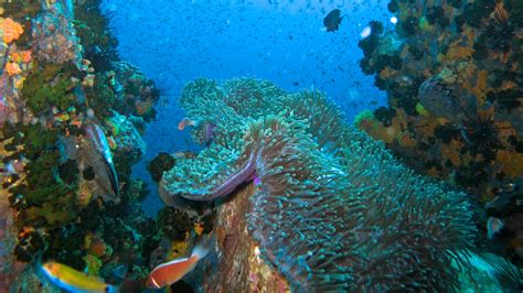 koh tao dive sites — koh tao a complete guide