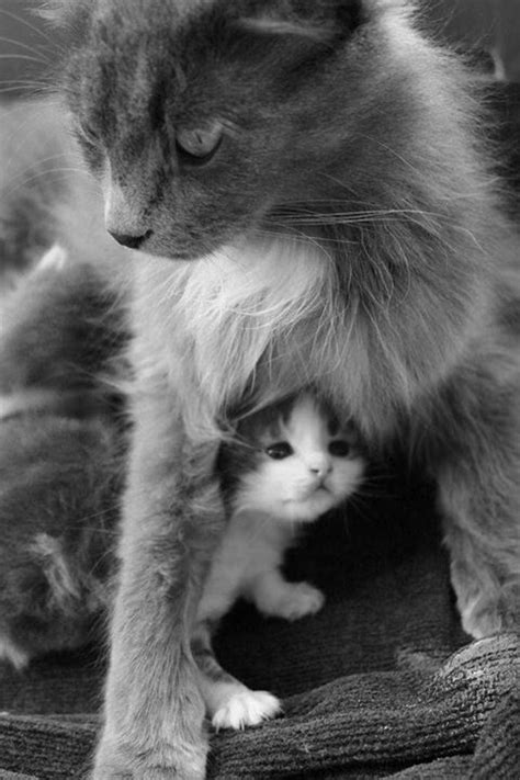 mommy lovely cute cats  kittens kittens cutest cool cats pretty