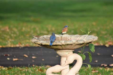 bluebird spa day  abowensphotography  deviantart