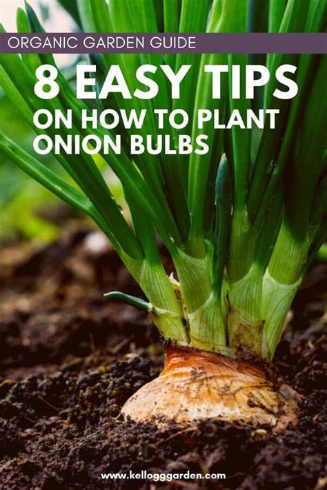 ways  plant onion bulbs  sets planting onions onion bulbs