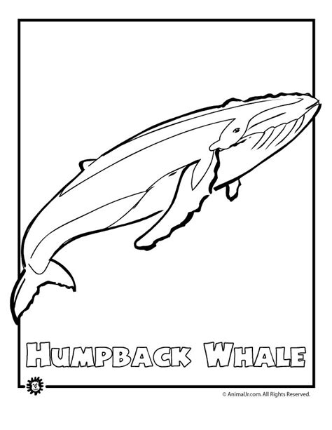 humpback whale coloring   designlooter
