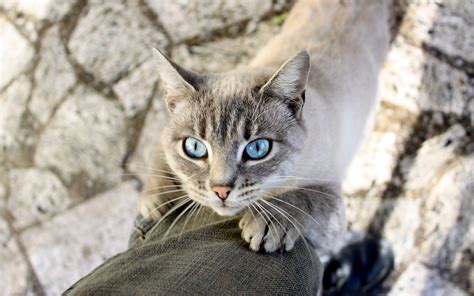 light blue eye cat wallpaper