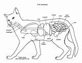 Anatomy Cat Animal Printable Veterinary Pages Organs Cats Print Coloring Abdominal Play Thoracic Book Vet Animals Heart Outs Choose Board sketch template