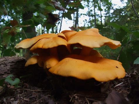 fungus amungus fungi lens mushrooms klance lentils