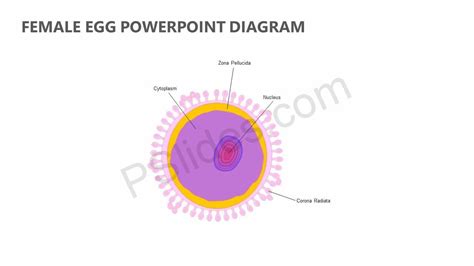 Pin On Powerpoint Diagrams