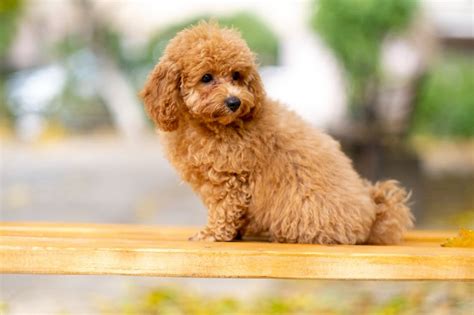 toy poodle adorable graceful  loyal waf