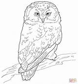 Coloring Owl Pages Flying Boreal Printable Drawing sketch template