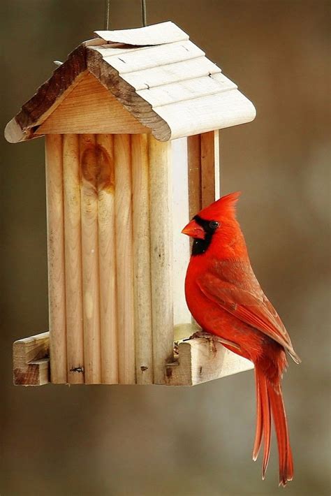 cardinal bird feeder  works   bird feeders  bird feeders bird
