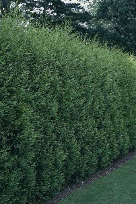 plant  privacy hedge privacy landscaping fast growing trees