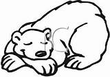 Bear Sleeping Coloring Hibernating Drawing Clipart Template Pages Printable Bears Hibernation Getcolorings Getdrawings Sketch sketch template