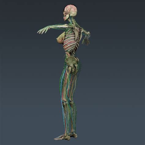 Human Female Anatomy 3d Model Max Obj 3ds Fbx C4d Lwo Lw Lws