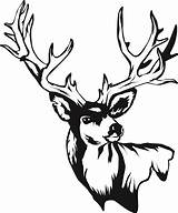 Deer Head Drawing Skull Clipart Mule Silhouette Clip Drawings Stag Tribal Skulls Line Stencil Cliparts 20skull 20drawing Outline Wood Burning sketch template