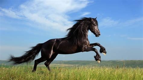 wallpaper animals photo picture black horse