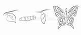 Metamorphosis Butterfly Stock Caterpillar sketch template