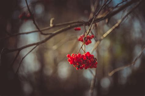 wallpaper viburnum 5k 4k wallpaper 8k tree autumn blur nature 5351