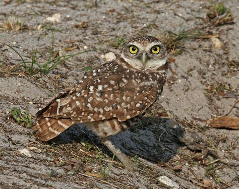 fileburrowing owl floridajpg wikimedia commons