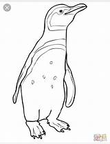 Penguin Coloring sketch template