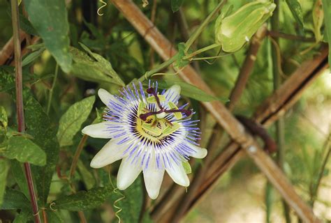 Transplanting Passion Flower Vines How And When To Move A Passion